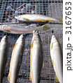 3167653