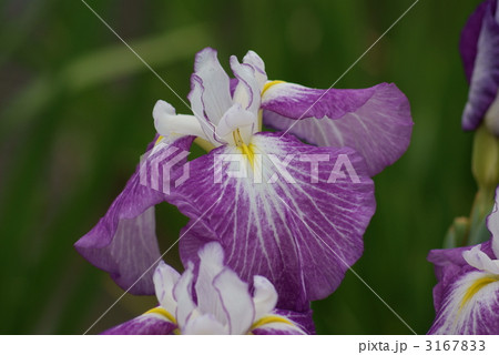 花菖蒲　霓の巴 3167833