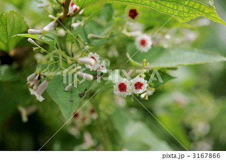 ヘクソカズラ ヘクソカズラ 3167866