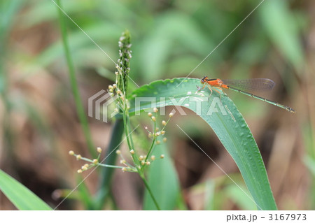 糸トンボ 3167973