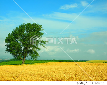 哲学の木 哲学の木 3168233