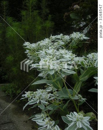 ユーフォルビアの白い葉 3168547