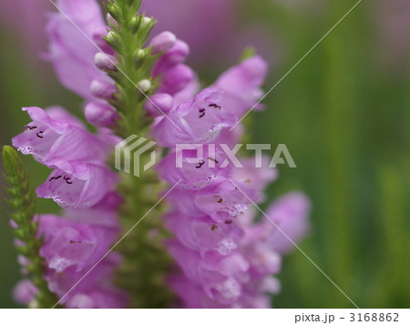 ハナトラノオの花 ハナトラノオの花 3168862