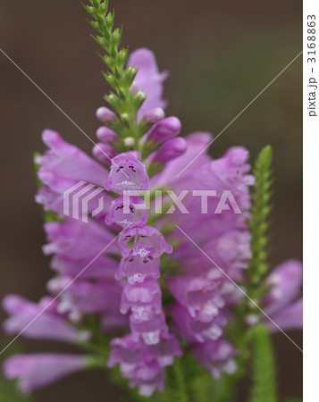 ハナトラノオの花 ハナトラノオの花 3168863