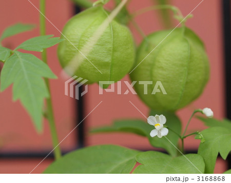 フウセンカズラの花 3168868