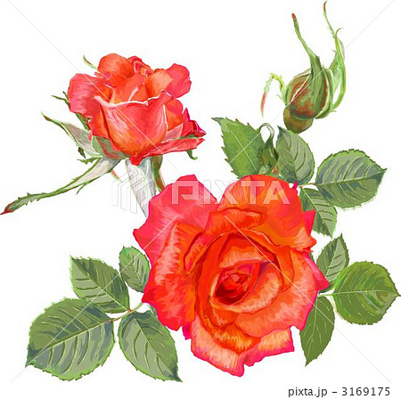 赤い薔薇 3169175