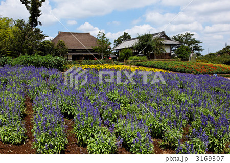 ラベンダーなど花畑がある農村風景  3169307