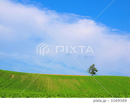 親子の木 3169389