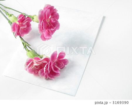カーネーションと手紙をプレゼントする　【母の日のイメージ】【白背景】 3169390