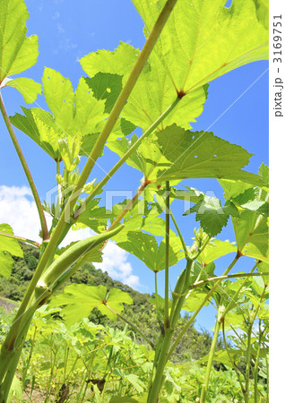 オクラ 丸オクラ 3169751