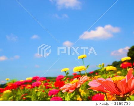 百日草と青空 百日草と青空 3169759