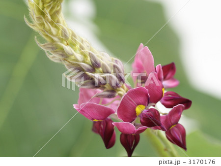 葛の花 3170176