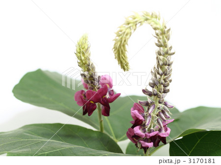 葛の花 葛の花 3170181