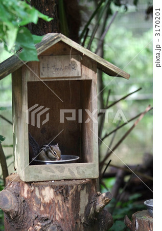 シマリス シマリス 3170201