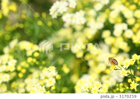蜜を吸うハナアブ 3170259