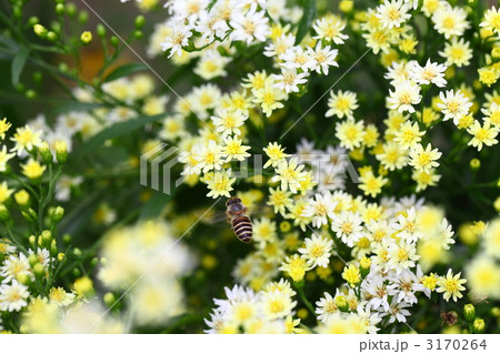 飛んでるハナアブ 3170264