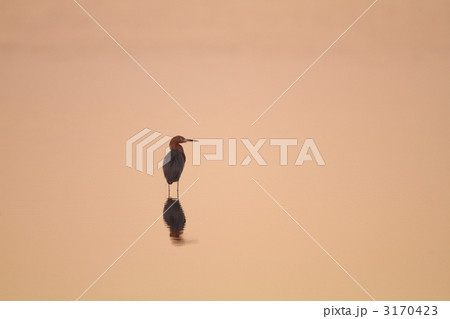 サンショクサギ 3170423