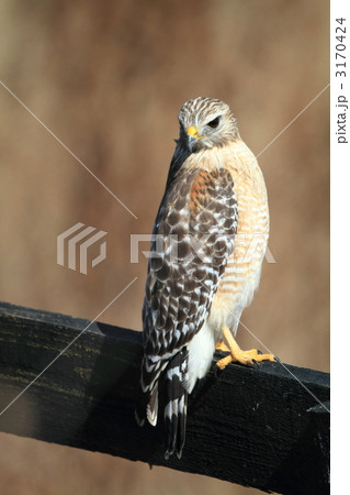 カタアカノスリ 3170424