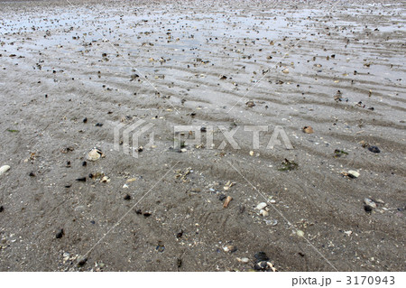 引き潮の海 引き潮の海 3170943