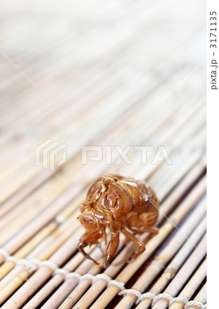 蝉の抜け殻 3171135