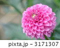 ダリア1 3171307