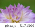 ダリア3 3171309