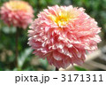 ダリア4 3171311