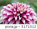 ダリア5 3171312