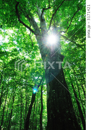 日本一のブナの大木 日本一のブナの大木 3171421