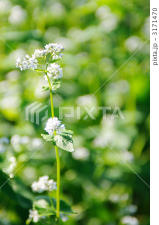 そばの花 そばの花 3171470