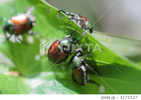 集団で葉を食べるマメコガネ 3171527
