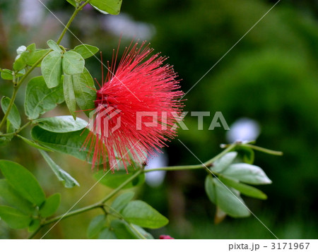 カリアンドラ カリアンドラ 3171967