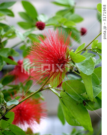 カリアンドラ カリアンドラ 3171968