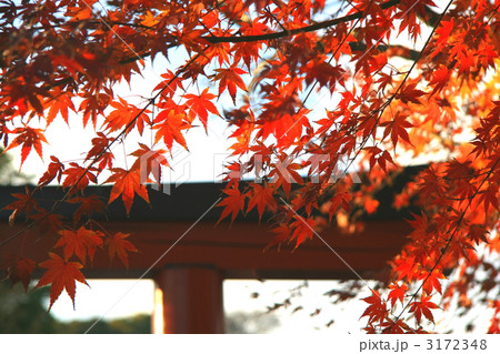 紅葉　神社を背景に 3172348