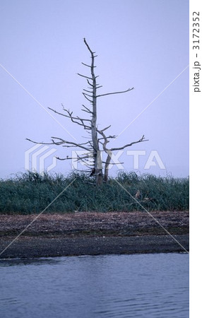 野付半島のトドワラ 3172352
