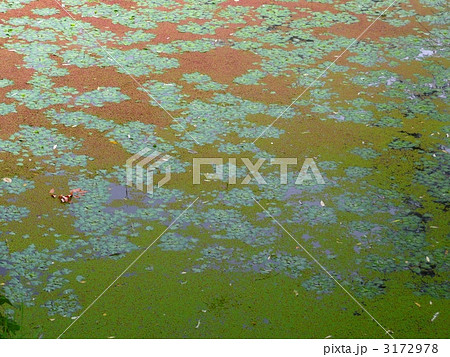 水草 水草 3172978