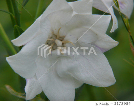 シロキキョウ シロキキョウ 3172984