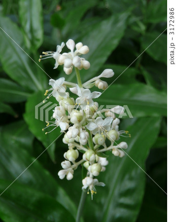 ヤブミョウガ ヤブミョウガ 3172986