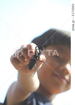 クワガタ 3173065