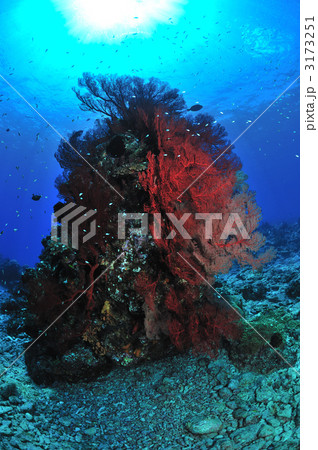 海中風景 海中風景 3173251