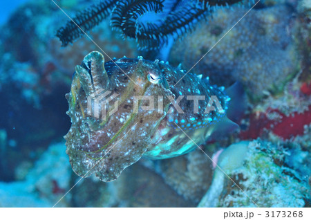 コブシメのヤング コブシメのヤング 3173268