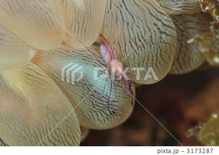 ミズタマサンゴカクレエビ 3173287