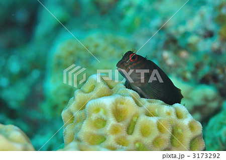 ベニツケタテガミカエルウオ ベニツケタテガミカエルウオ 3173292