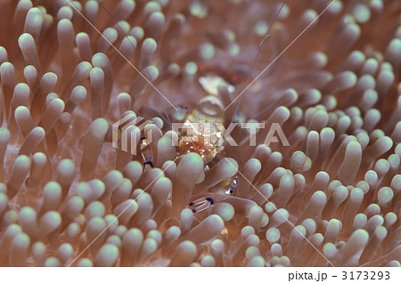 イソギンチャクエビ イソギンチャクエビ 3173293