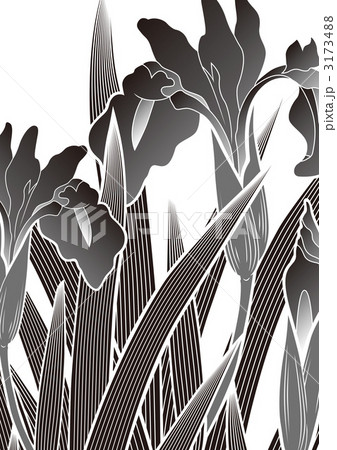 あやめ 花 菖蒲のイラスト素材 3173488 Pixta