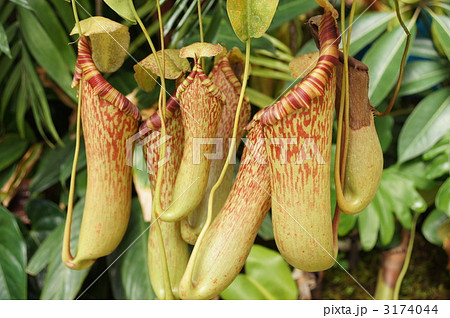 食虫植物　ウツボカズラの群れ　横 3174044