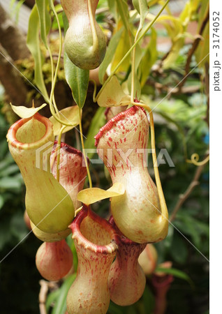 食虫植物 ウツボカズラ 食虫植物 ウツボカズラ 3174052