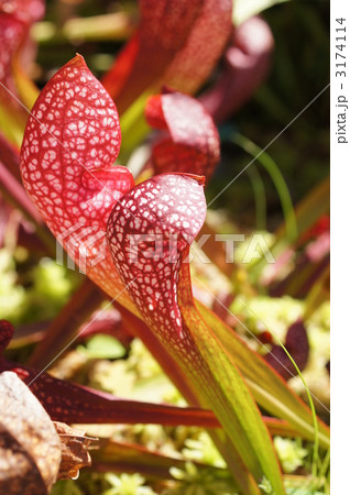 ヒメヘイシソウ　筒状の葉 3174114