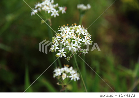 ニラの花 3174372