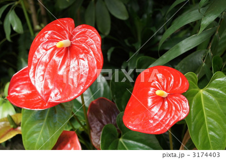 アンスリウム アンスリウム 3174403